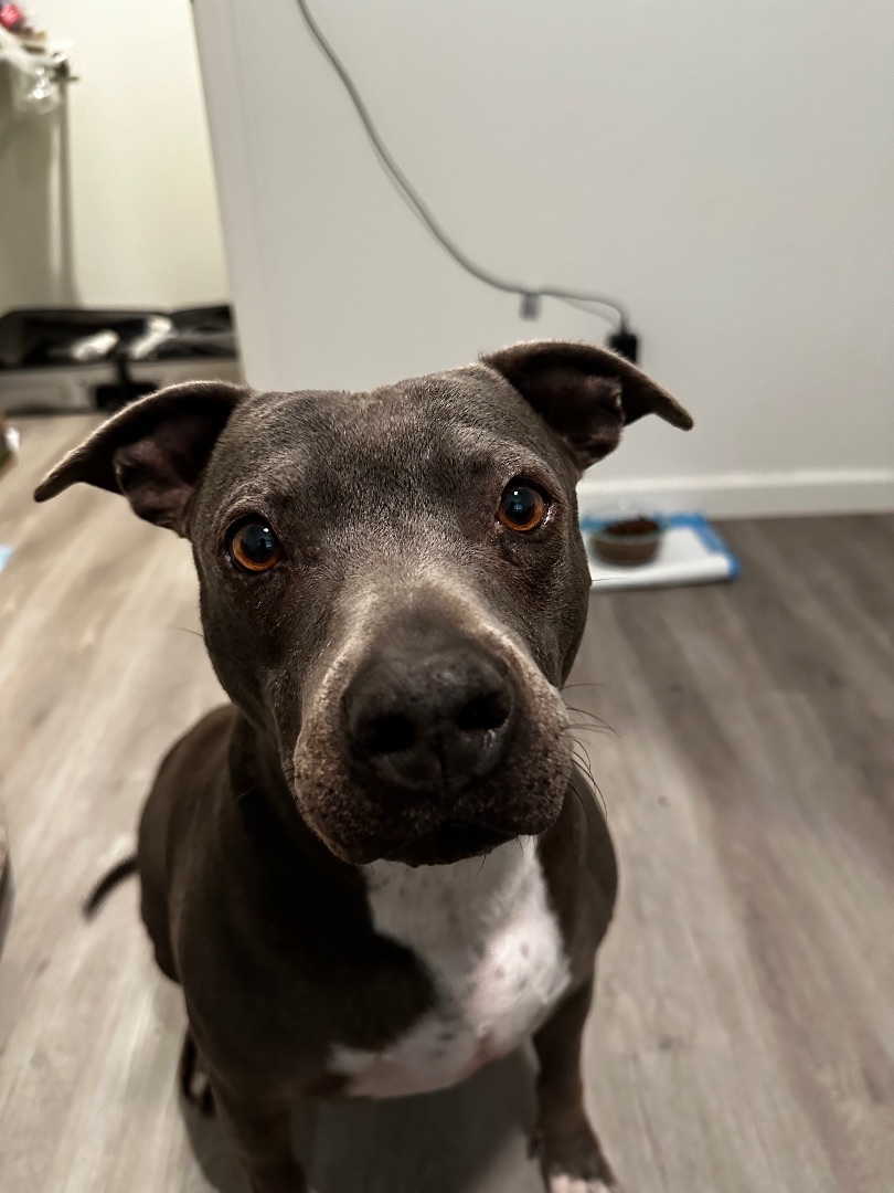 Enlarge Jeanie, a Adoptable Pit Bull Terrier in Claremont, CA image 2/5