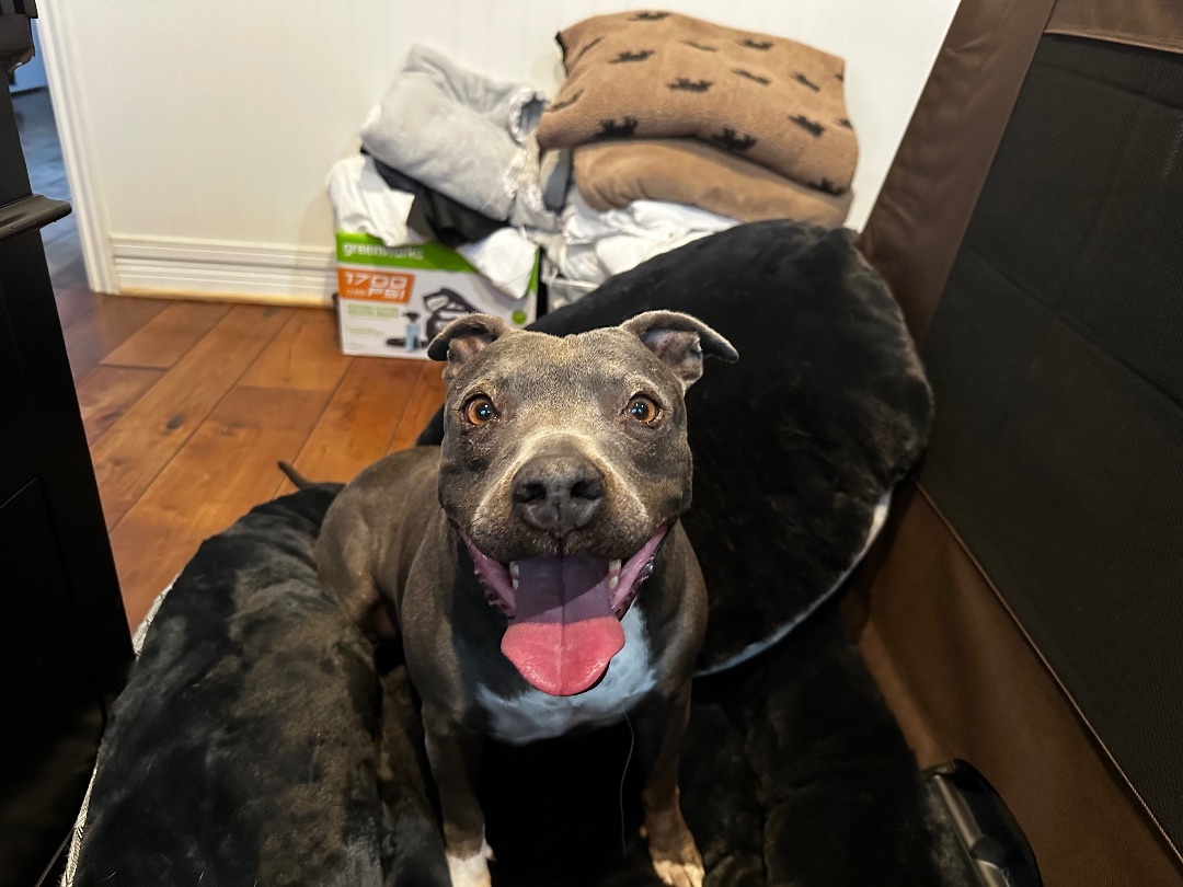 Enlarge Jeanie, a Adoptable Pit Bull Terrier in Claremont, CA image 3/5