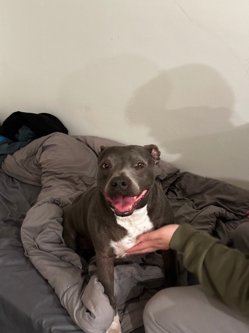 Enlarge Jeanie, a Adoptable Pit Bull Terrier in Claremont, CA image 4/5