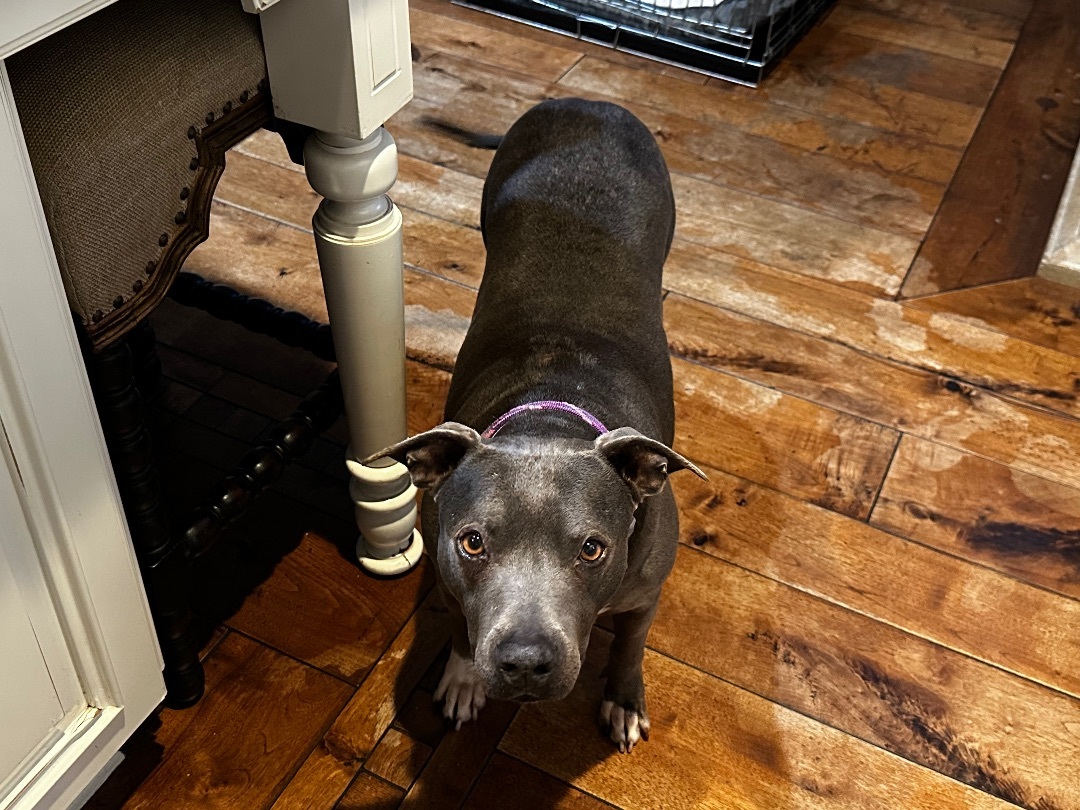 Enlarge Jeanie, a Adoptable Pit Bull Terrier in Claremont, CA image 5/5