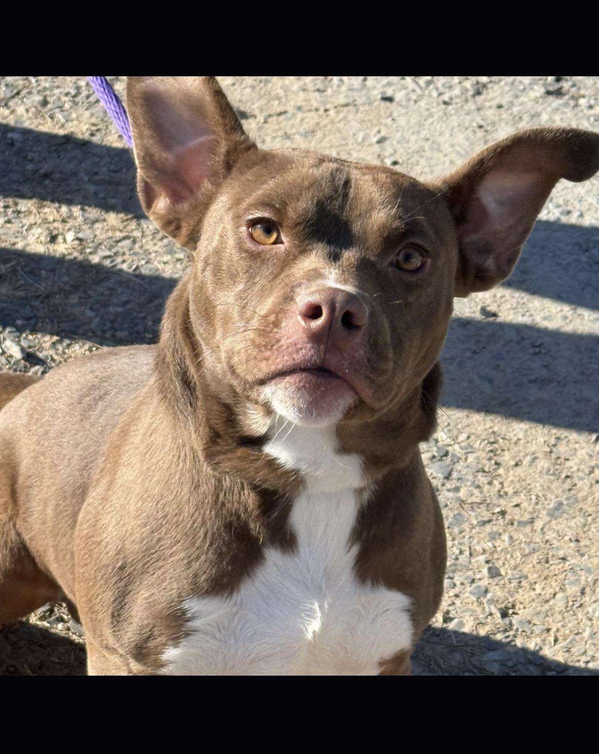 Radar, a Adoptable mixed breed in Richmond, VA image 2/4