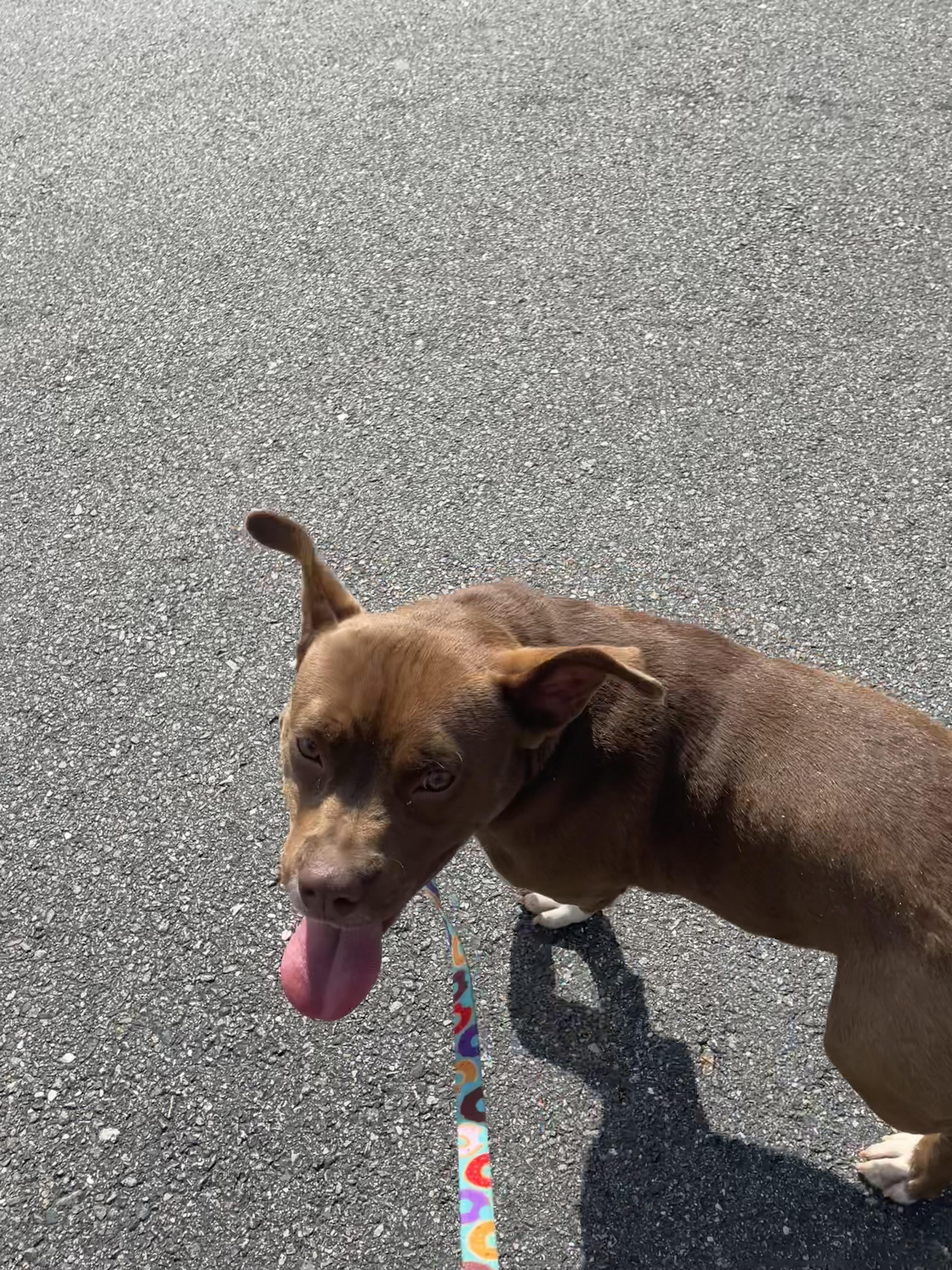 Radar, a Adoptable mixed breed in Richmond, VA image 3/4