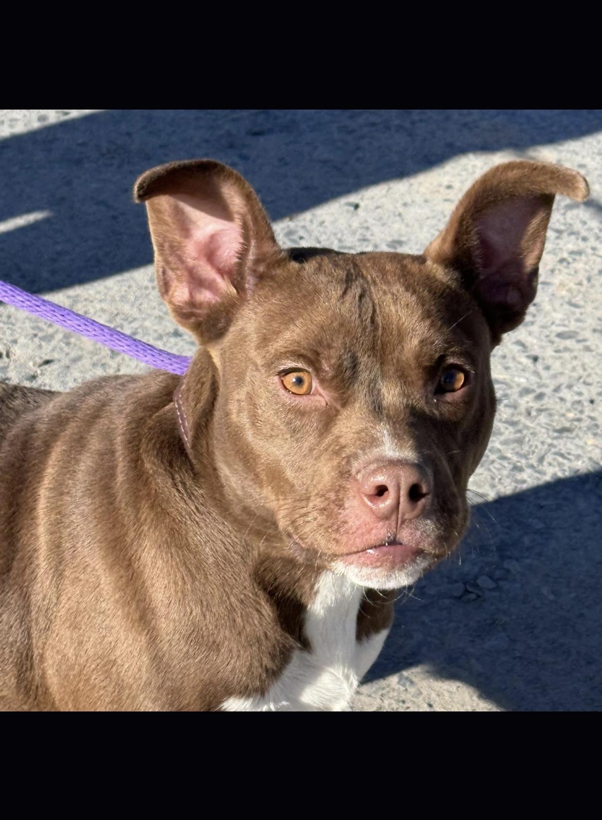 Radar, a Adoptable mixed breed in Richmond, VA image 4/4