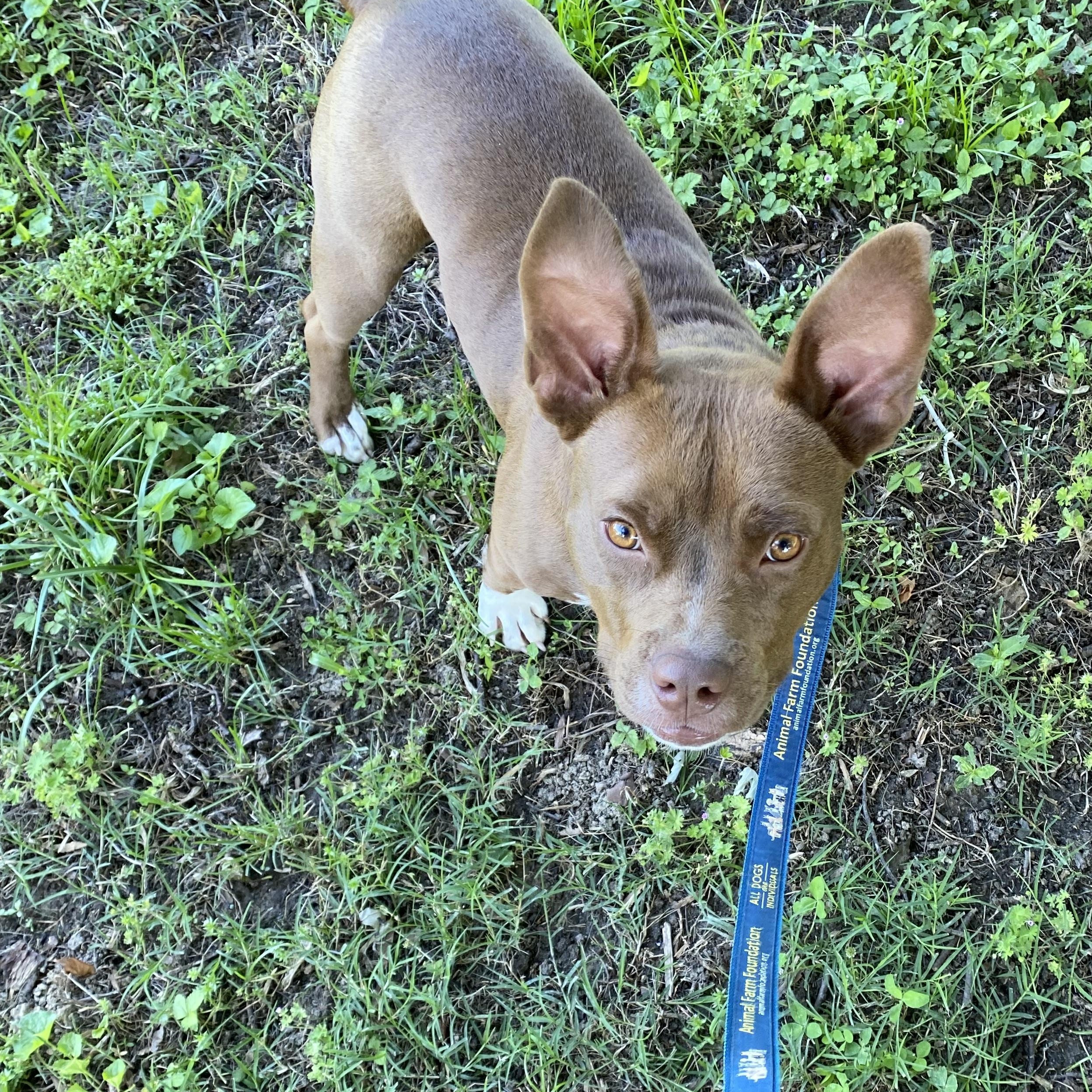 Radar, a Adoptable mixed breed in Richmond, VA image 1/4