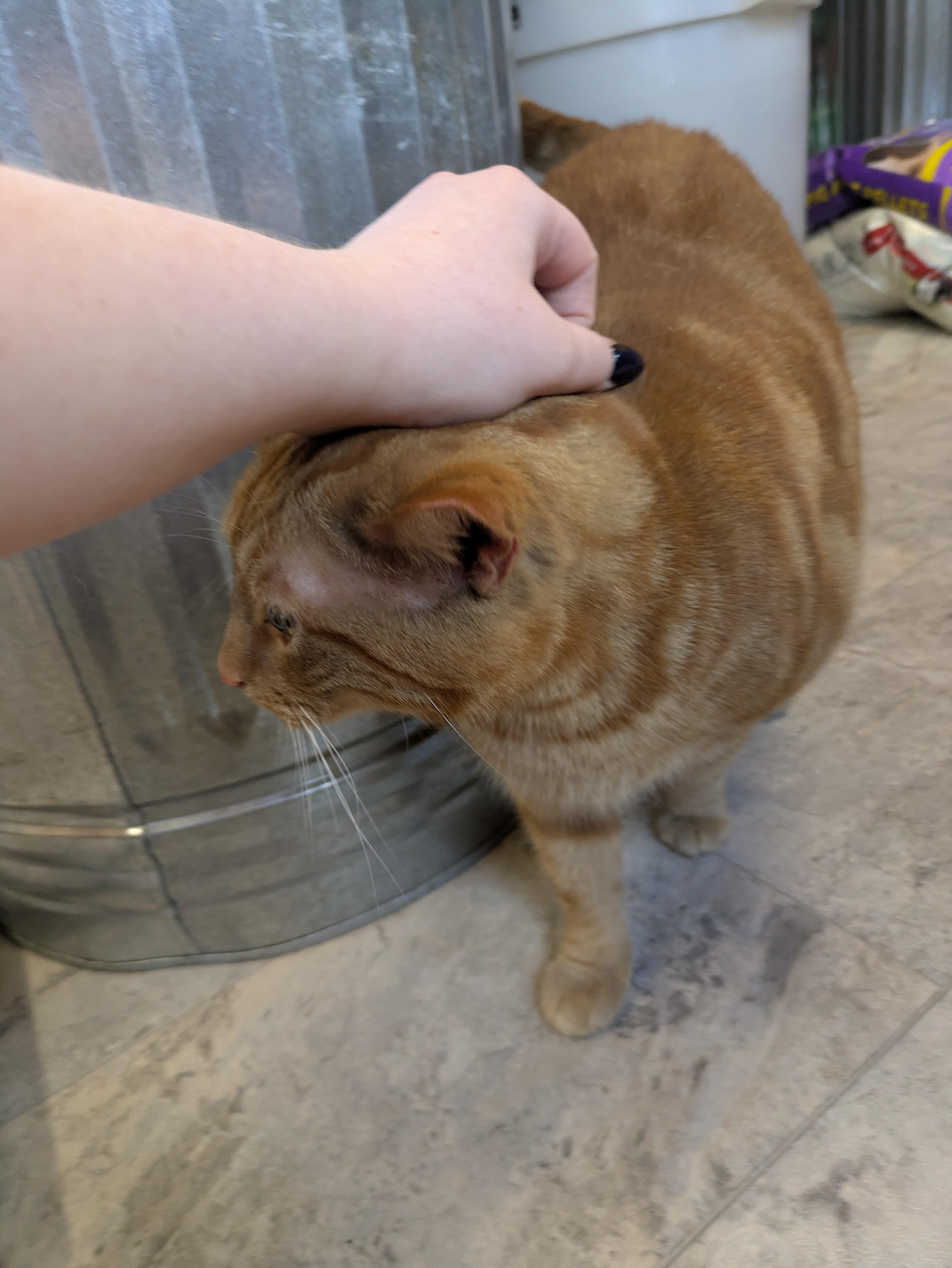 Enlarge Axle, an adopted Domestic Short Hair in Covington, VA image 2/4