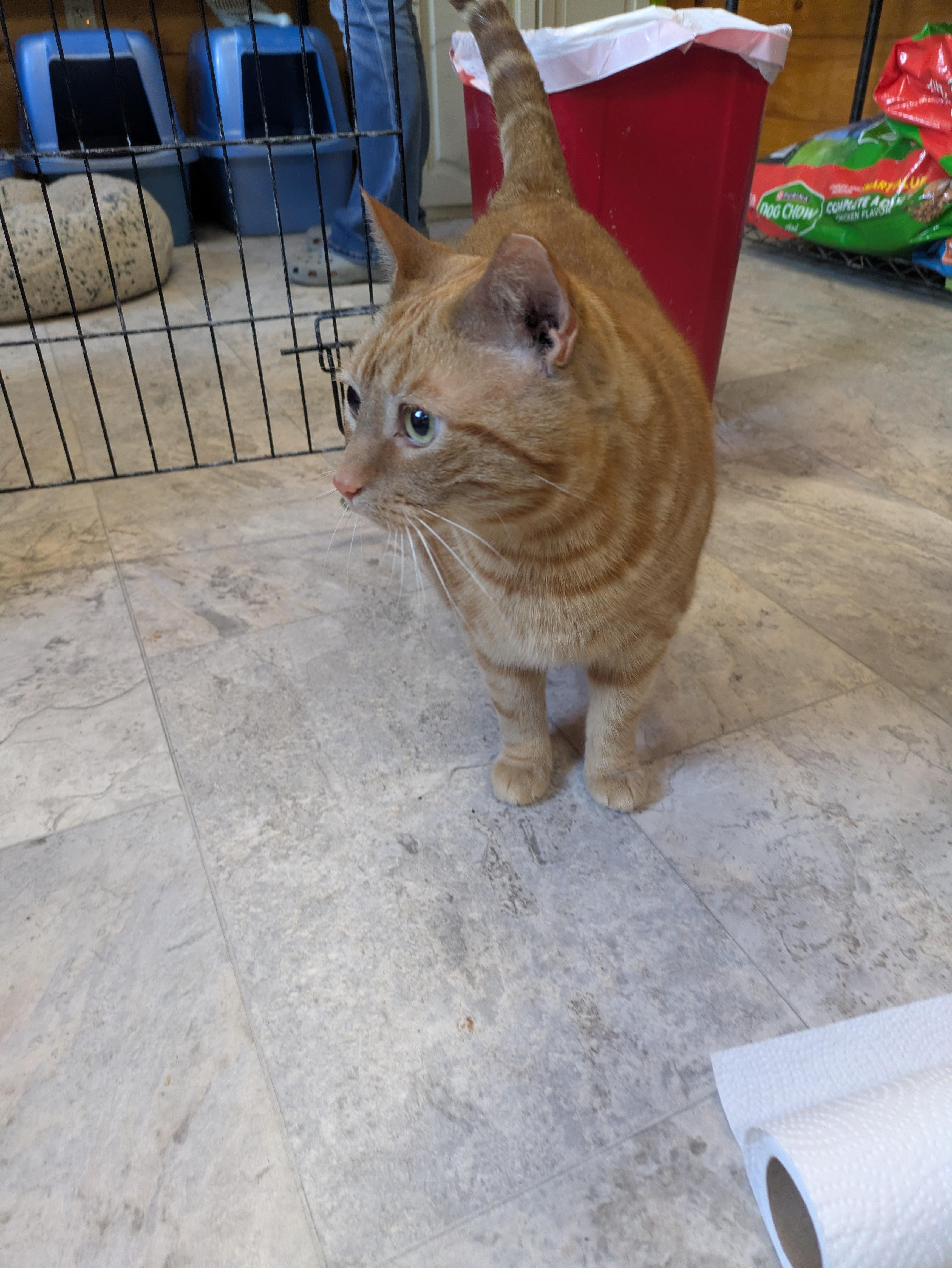 Enlarge Axle, an adopted Domestic Short Hair in Covington, VA image 4/4