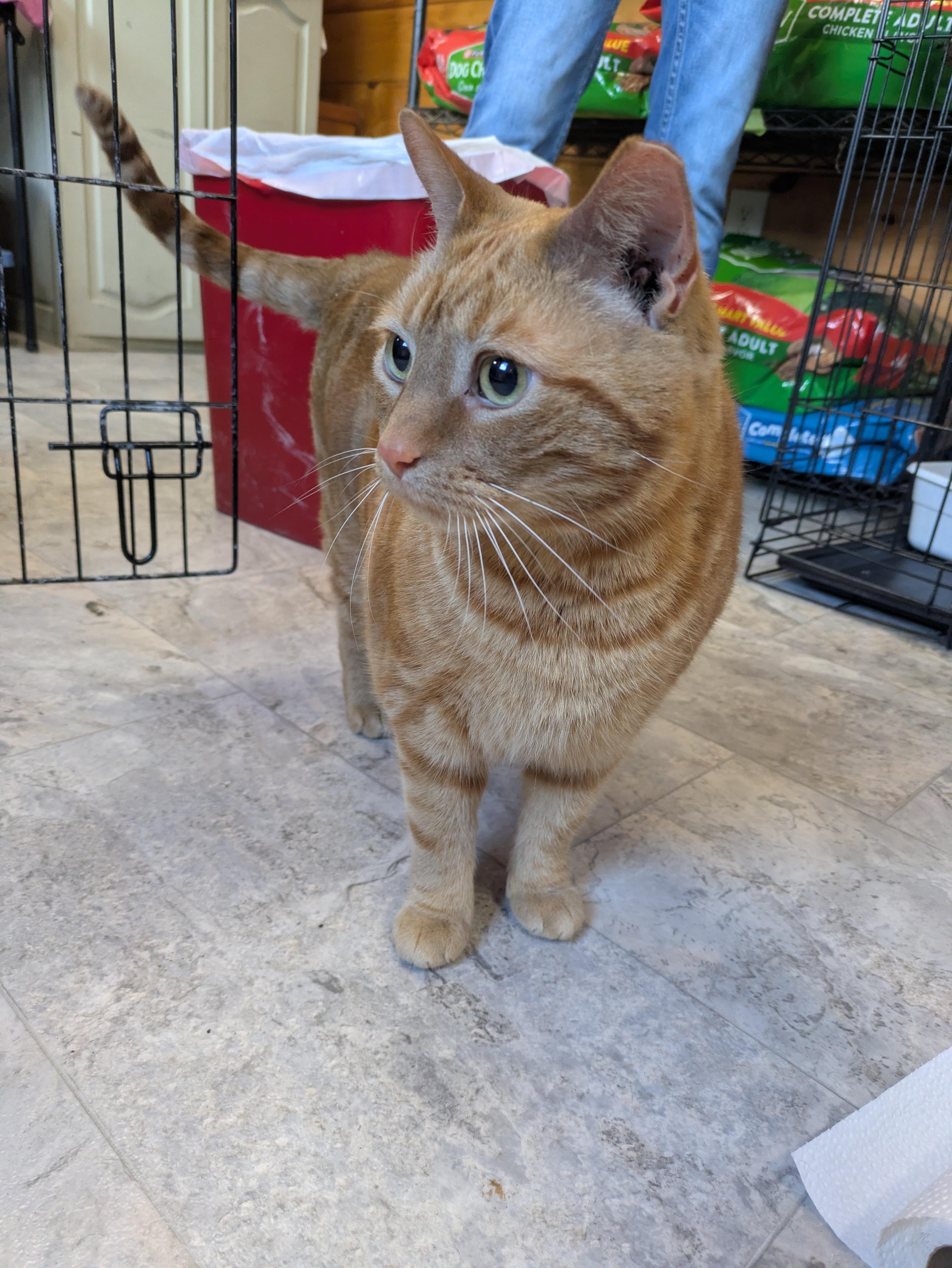 Enlarge Axle, an adopted Domestic Short Hair in Covington, VA image 3/4