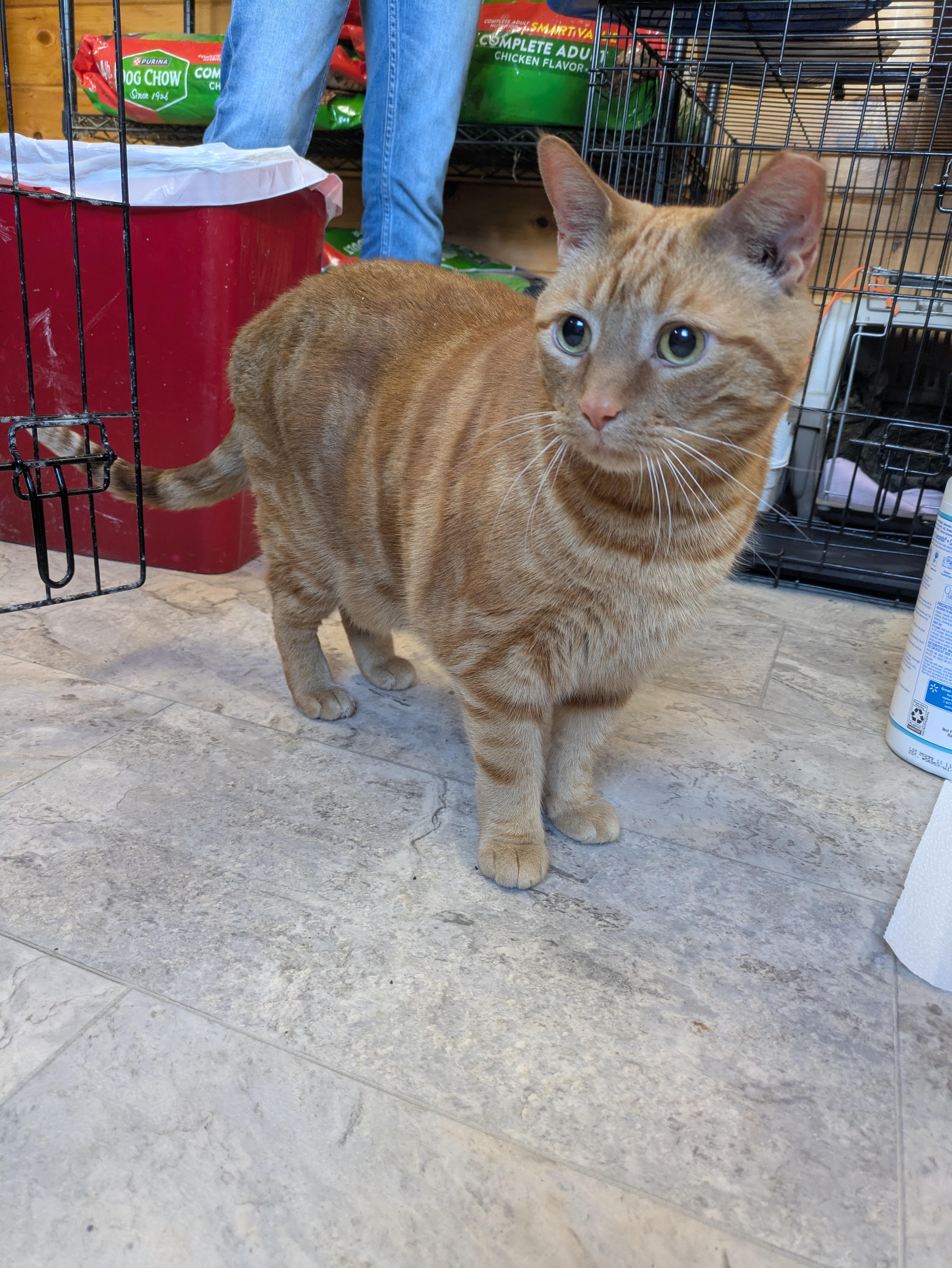 Axle, adopted, Adult Male Domestic Short Hair.