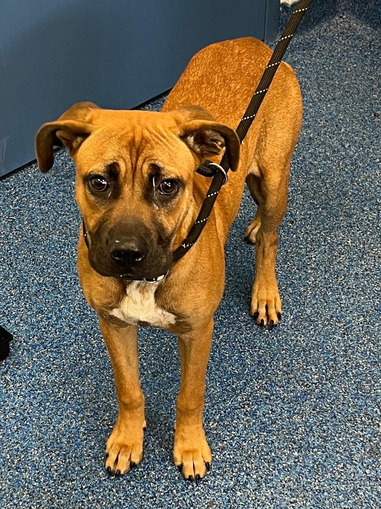 26-307 Boone, Adoptable, Young Male Labrador Retriever.
