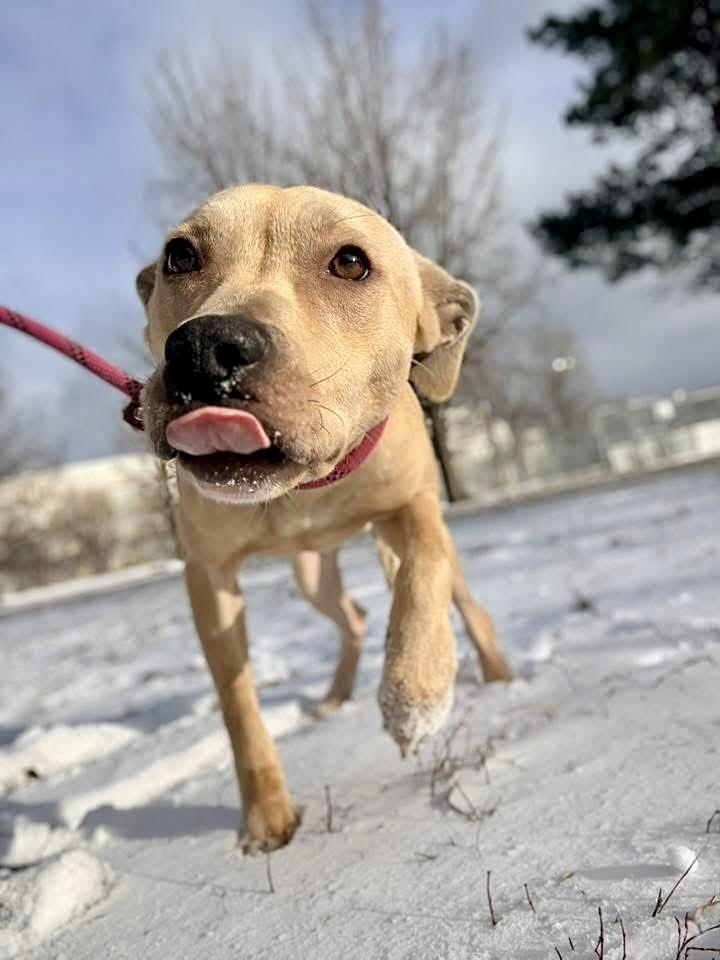 Enlarge Honeypot, a ADOPTABLE Black Mouth Cur in Chicago, IL image 1/4
