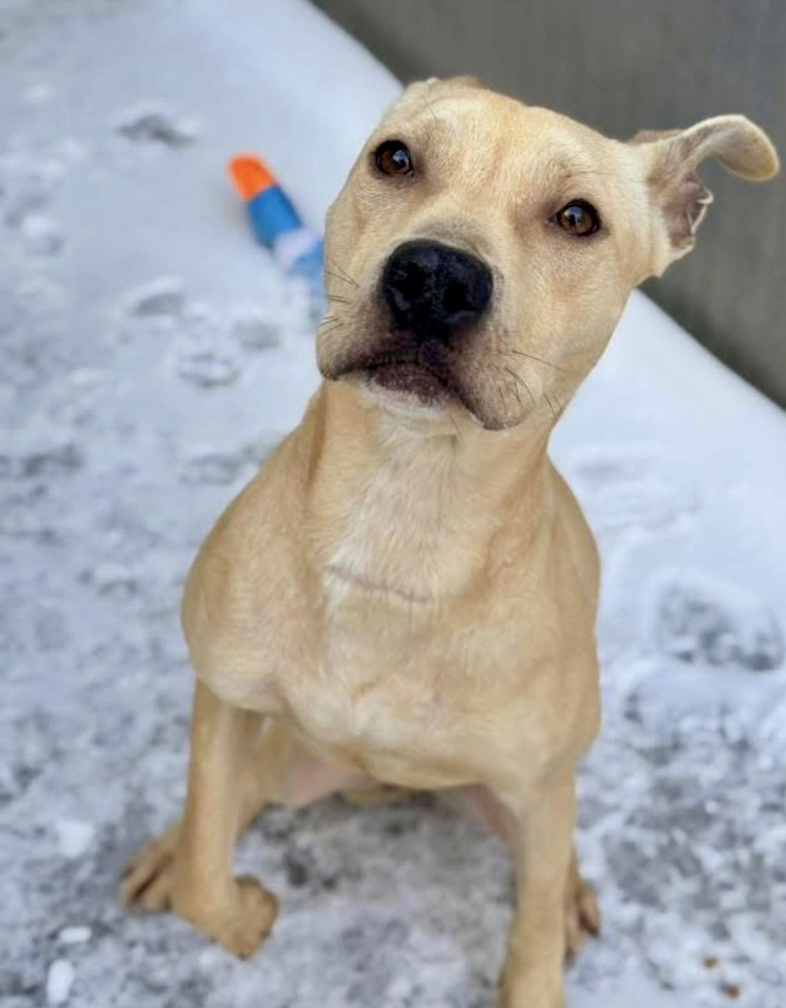 Enlarge Honeypot, a ADOPTABLE Black Mouth Cur in Chicago, IL image 2/4