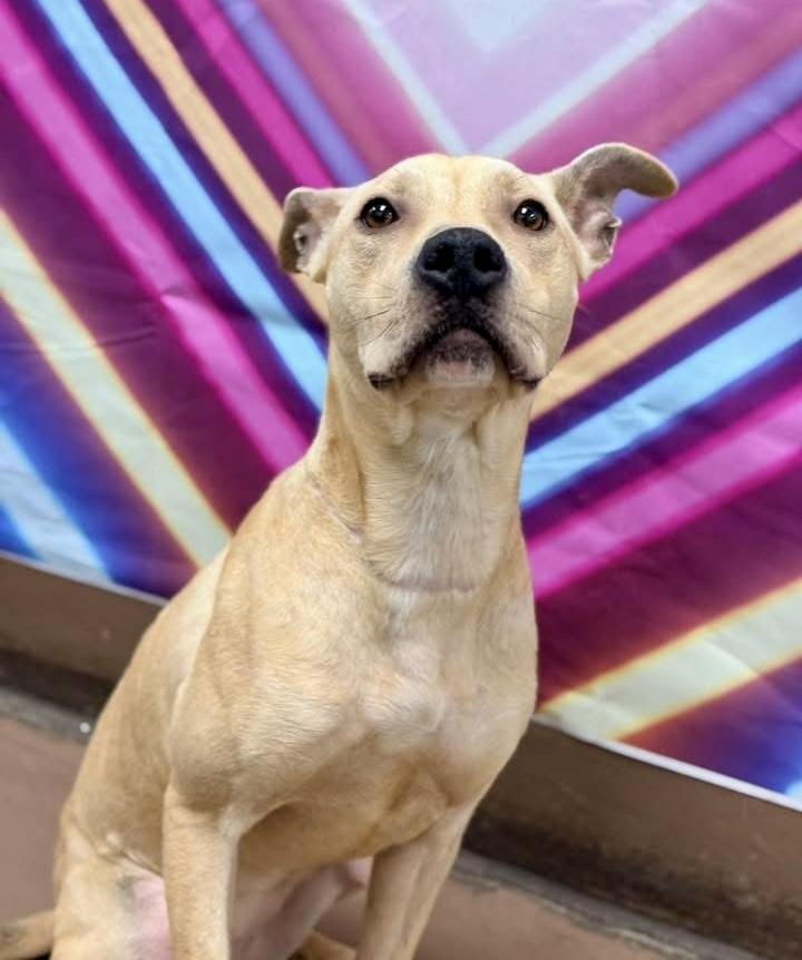 Enlarge Honeypot, a ADOPTABLE Black Mouth Cur in Chicago, IL image 3/4