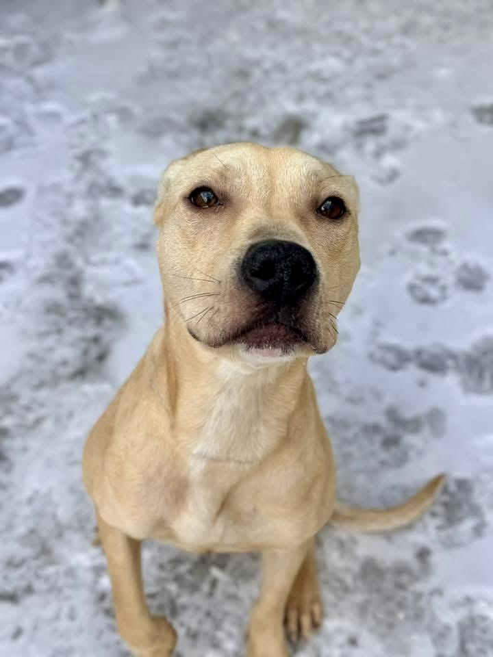 Enlarge Honeypot, a ADOPTABLE Black Mouth Cur in Chicago, IL image 4/4