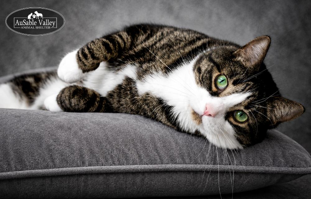 Casper, an adopted Domestic Short Hair in Grayling, MI image 6/6