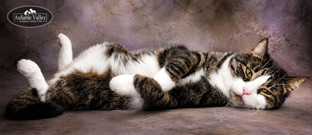 Casper, an adopted Domestic Short Hair in Grayling, MI image 2/6