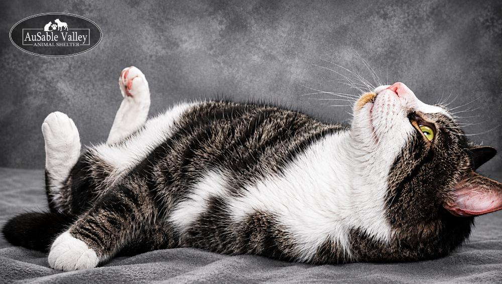 Casper, an adopted Domestic Short Hair in Grayling, MI image 4/6