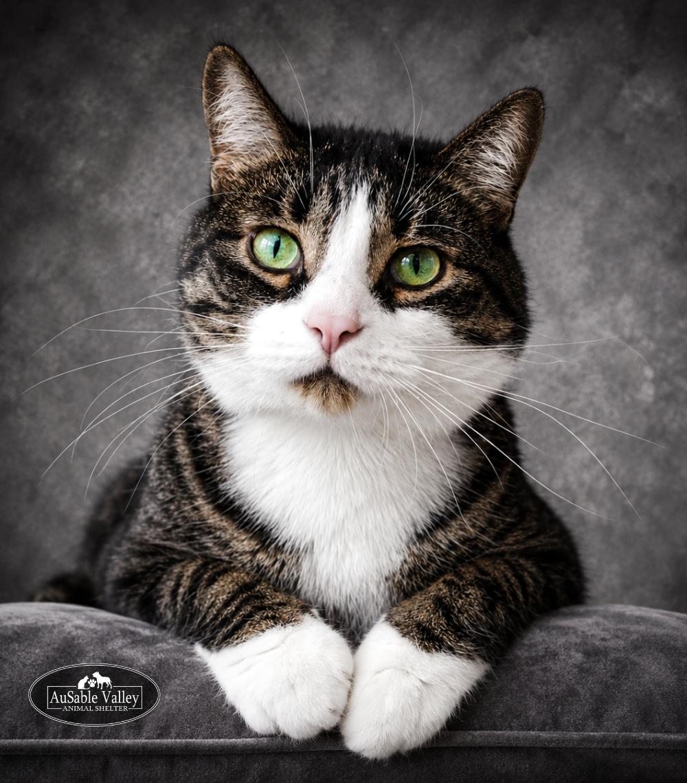 Casper, adopted, Adult Male Domestic Short Hair.