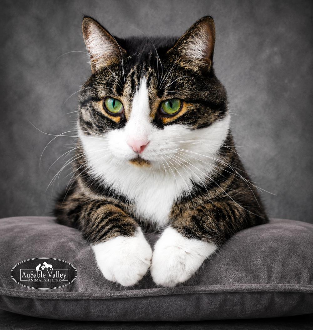 Casper, an adopted Domestic Short Hair in Grayling, MI image 5/6