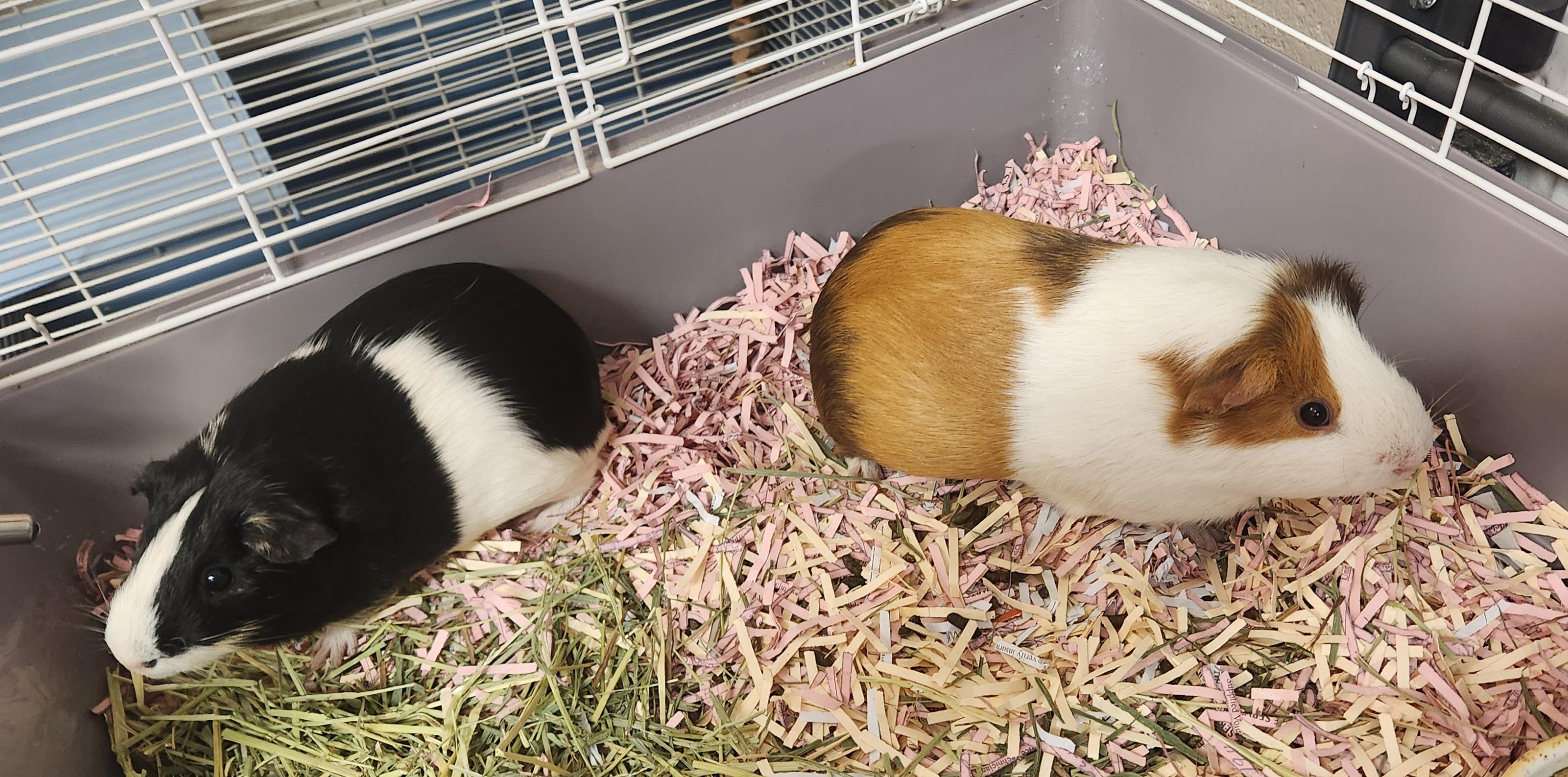 Enlarge Ben and Jerry, a ADOPTABLE Guinea Pig in Clayton, NJ image 1/1