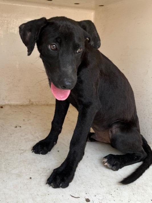 Cisco, Adoptable, Young Male Labrador Retriever.
