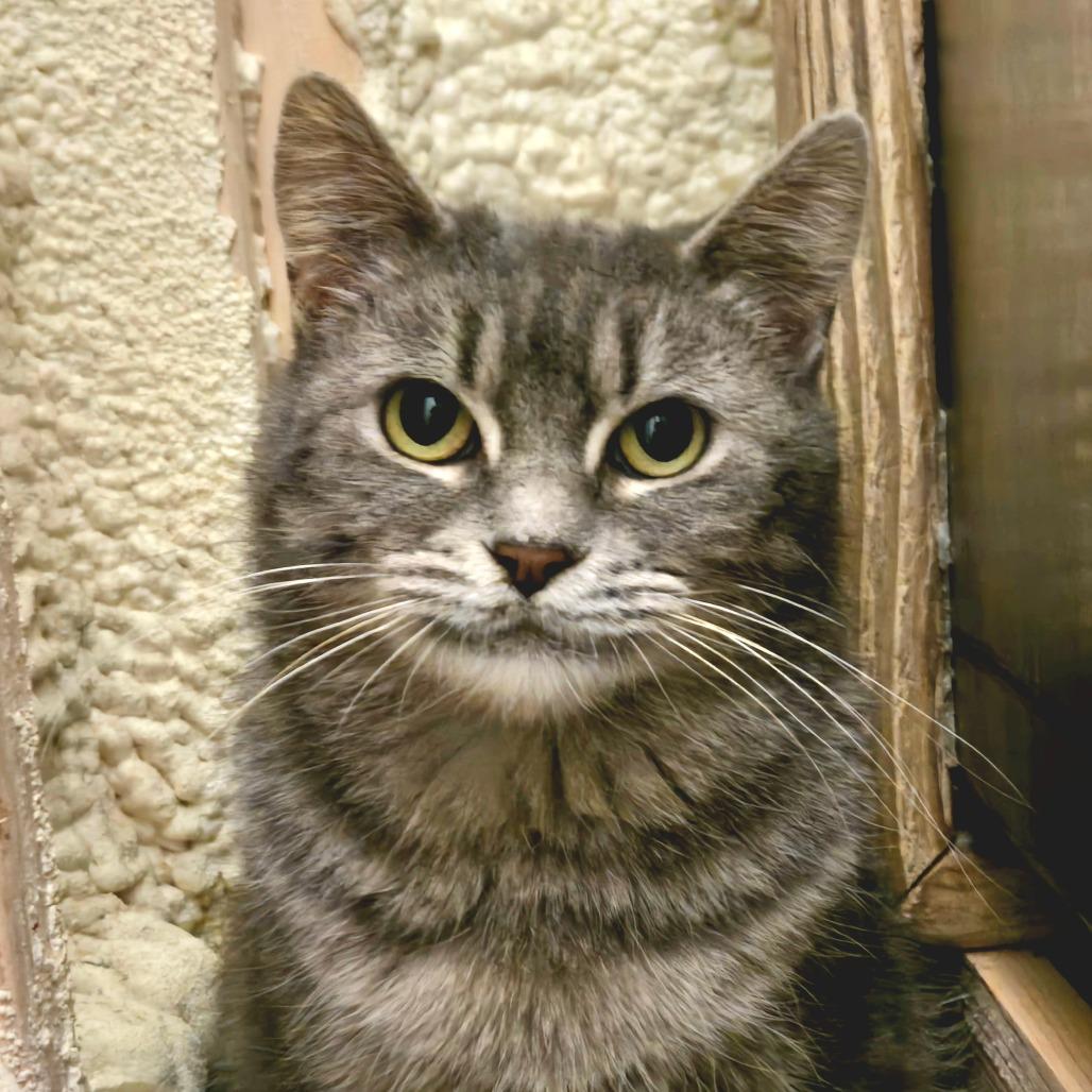 Enlarge Tiki, a Adoptable Domestic Short Hair in Park Falls, WI image 1/1