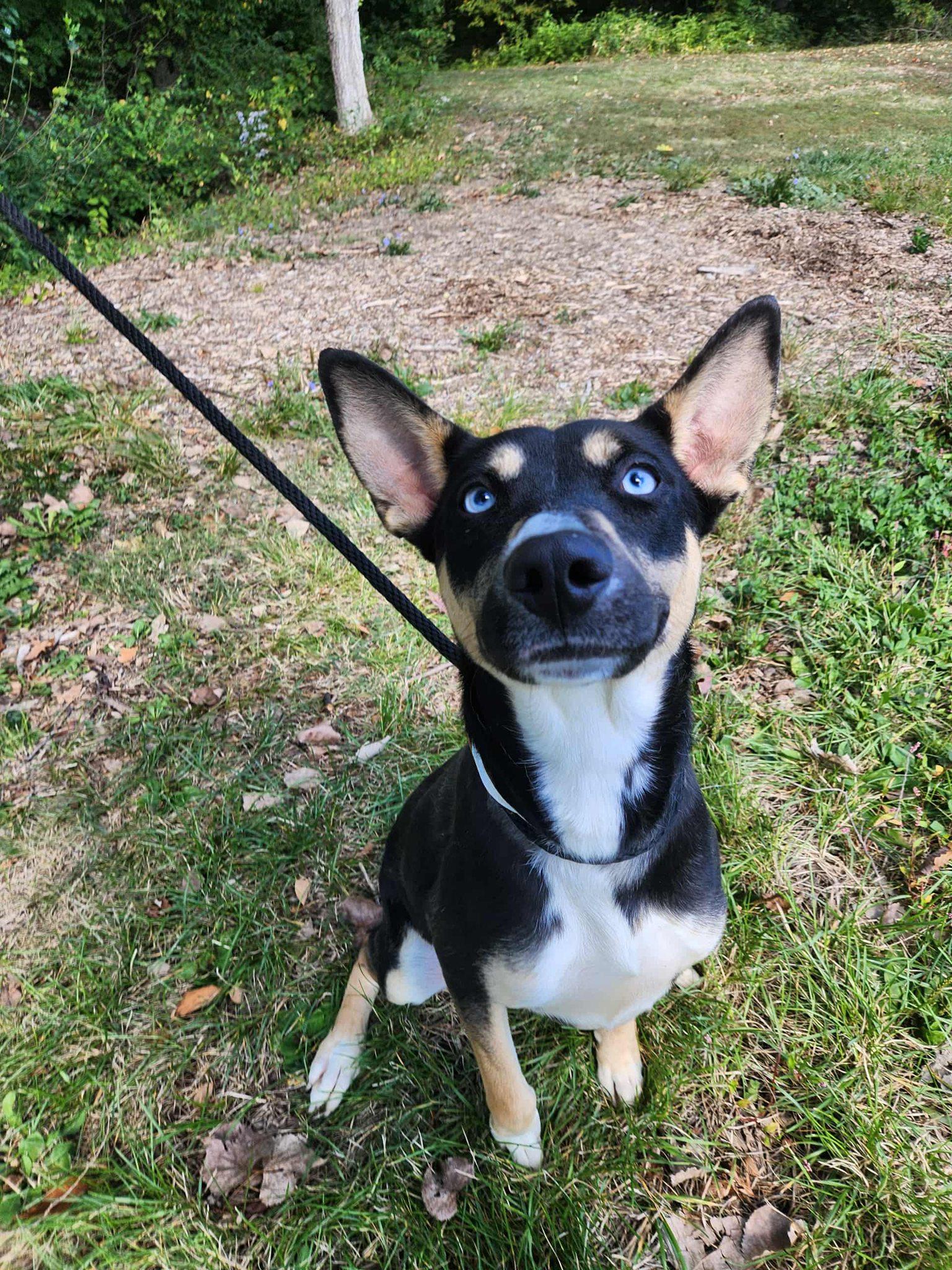 princess, ADOPTABLE, Young Female Shepherd & Husky.