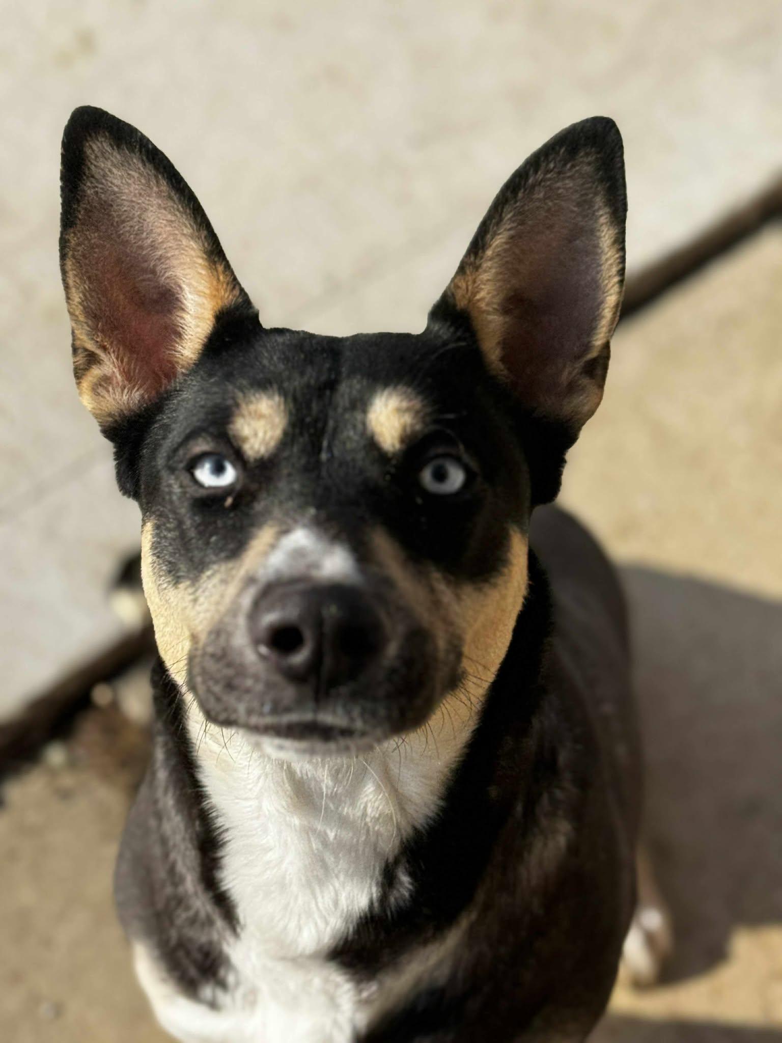 Enlarge princess, a ADOPTABLE mixed breed in MARION, IN image 3/6