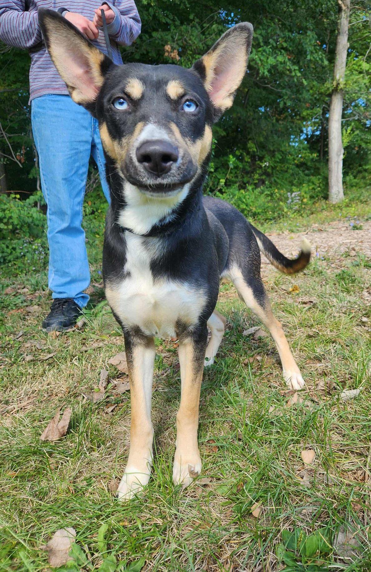 Enlarge princess, a ADOPTABLE mixed breed in MARION, IN image 4/6