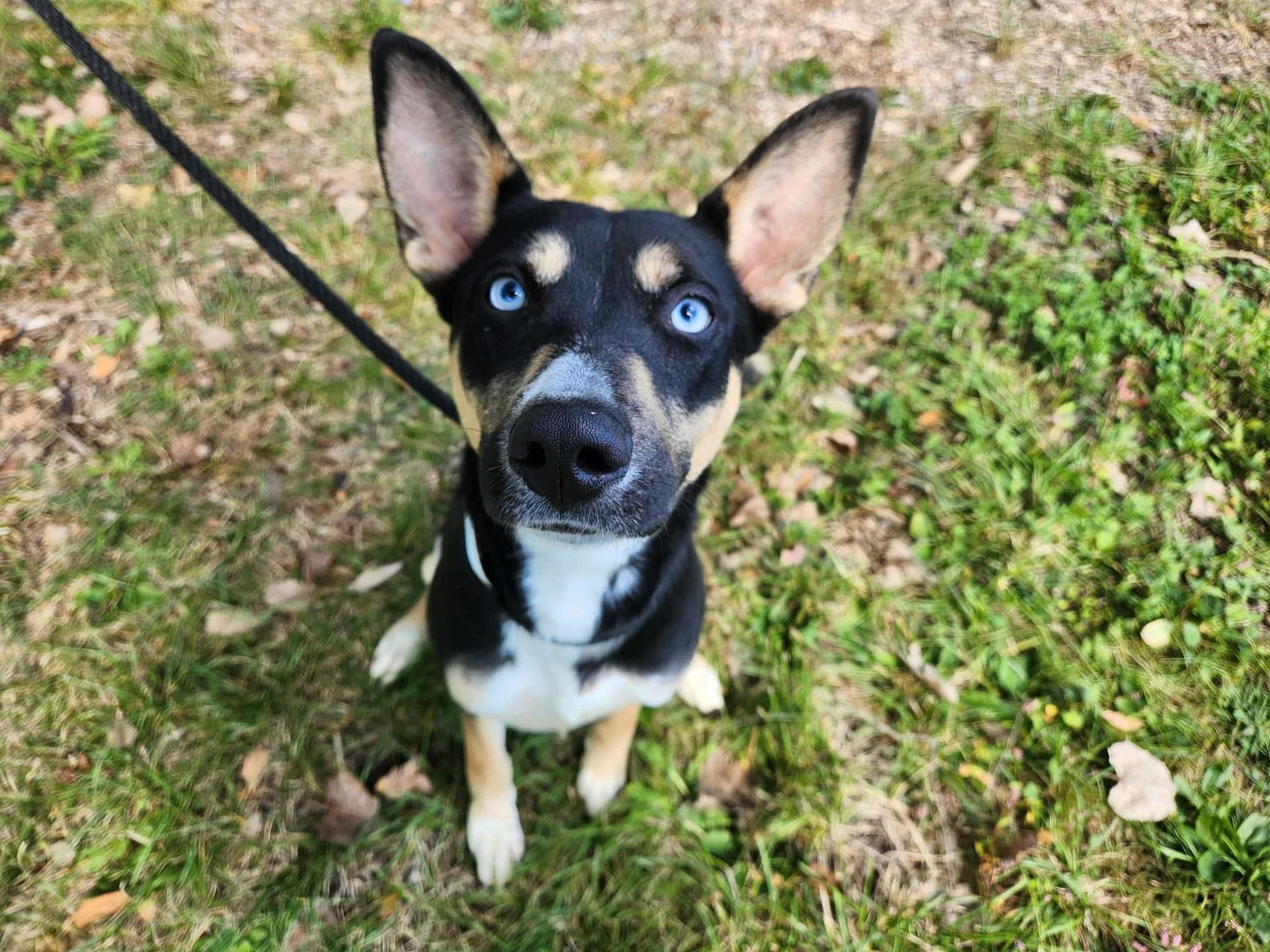 Enlarge princess, a ADOPTABLE mixed breed in MARION, IN image 2/6