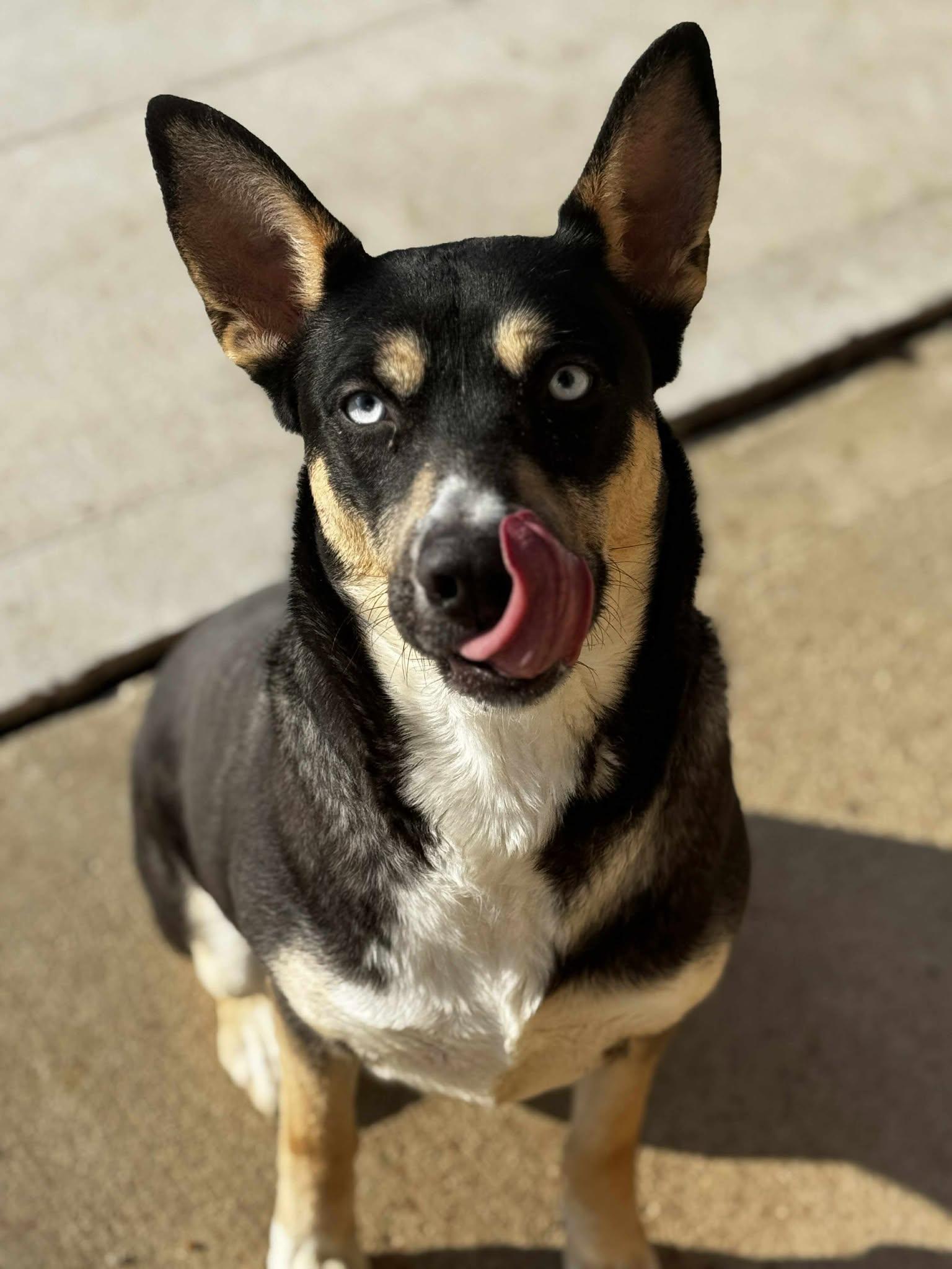 Enlarge princess, a ADOPTABLE mixed breed in MARION, IN image 6/6