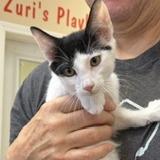 Enlarge Zander, a Adoptable Domestic Short Hair in Greensboro, GA image 1/2