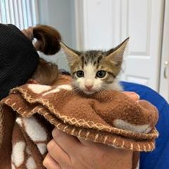 Zander, Adoptable, Kitten Male Domestic Short Hair.
