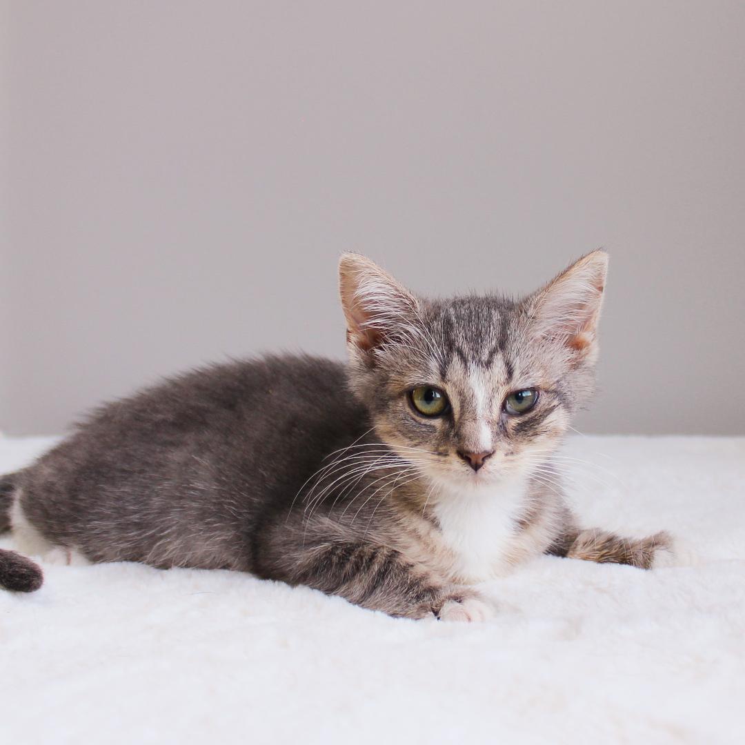 Kenzie, Adopted, Kitten Female Domestic Short Hair.