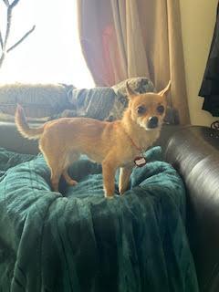 Enlarge Pickles, an adopted mixed breed in Santa Rosa, CA image 2/6