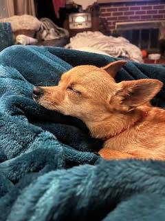 Enlarge Pickles, an adopted mixed breed in Santa Rosa, CA image 6/6