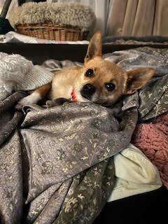 Enlarge Pickles, an adopted mixed breed in Santa Rosa, CA image 4/6