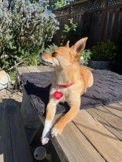 Enlarge Pickles, an adopted mixed breed in Santa Rosa, CA image 1/6