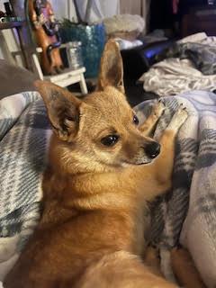 Enlarge Pickles, an adopted mixed breed in Santa Rosa, CA image 5/6