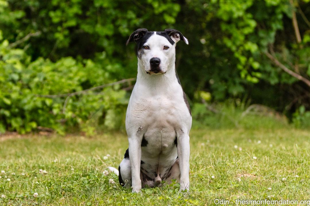Odin, a Adoptable Terrier in Bloomfield, CT image 6/6
