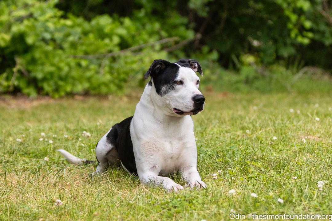 Odin, a Adoptable Terrier in Bloomfield, CT image 2/6