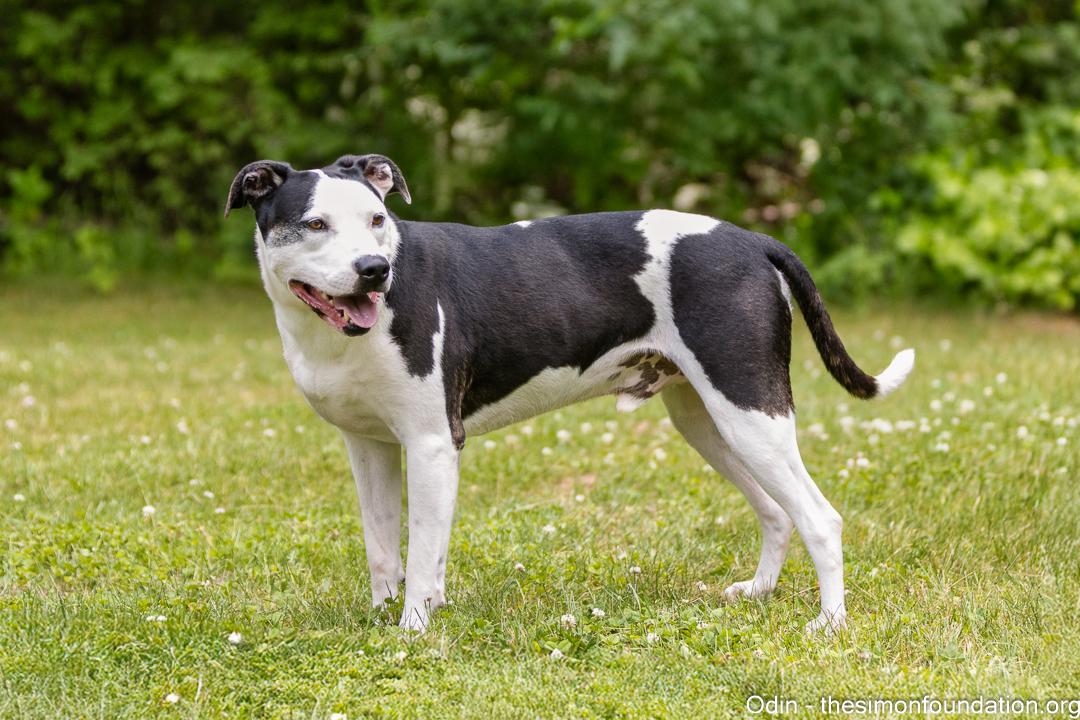 Odin, a Adoptable Terrier in Bloomfield, CT image 4/6