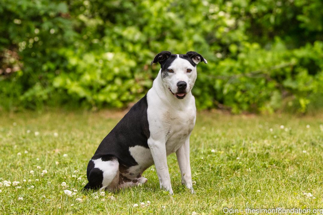 Odin, a Adoptable Terrier in Bloomfield, CT image 3/6
