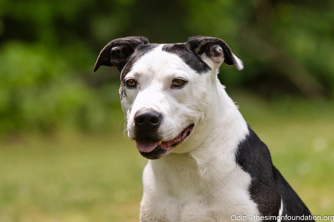 Odin, Adoptable, Senior Male Terrier.