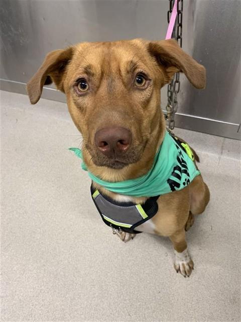 COPPER, Adoptable, Young Male Labrador Retriever & Mixed Breed.