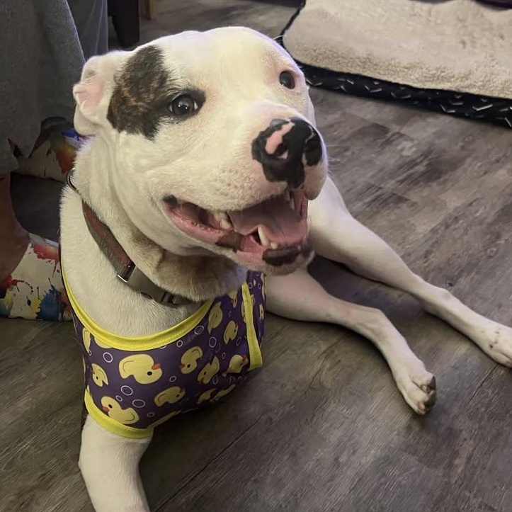 Nina, ADOPTABLE, Young Female Pit Bull Terrier.
