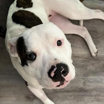 Enlarge Nina, a ADOPTABLE Pit Bull Terrier in Ayden, NC image 3/6