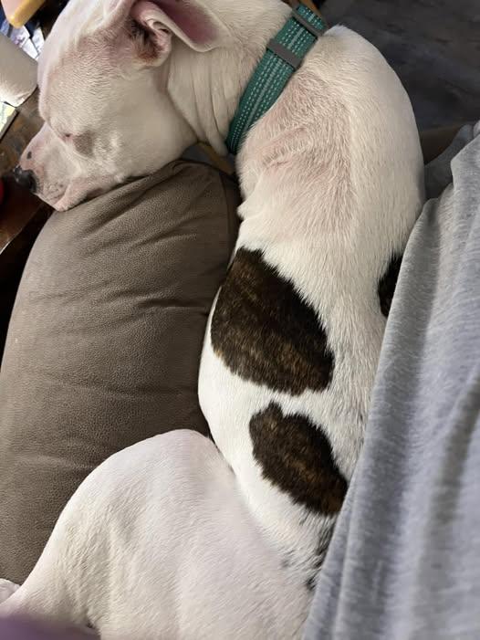 Enlarge Nina, a ADOPTABLE Pit Bull Terrier in Ayden, NC image 6/6