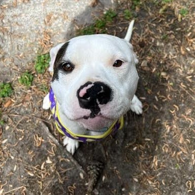 Enlarge Nina, a ADOPTABLE Pit Bull Terrier in Ayden, NC image 5/6