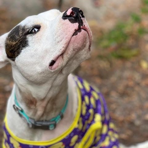 Enlarge Nina, a ADOPTABLE Pit Bull Terrier in Ayden, NC image 2/6