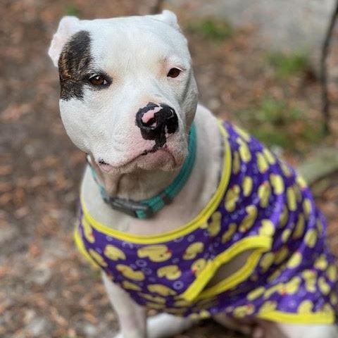 Enlarge Nina, a ADOPTABLE Pit Bull Terrier in Ayden, NC image 4/6